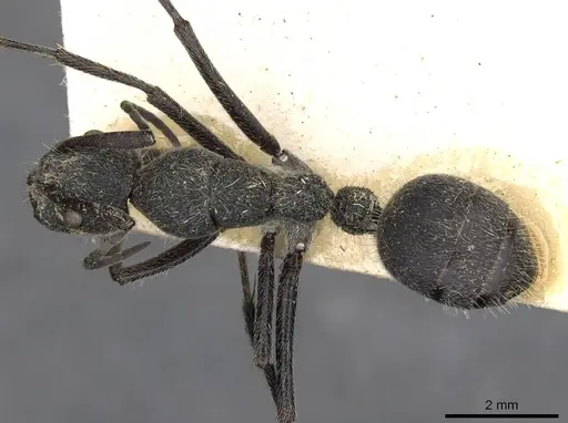 Camponotus cubangensis specimen CASENT0910444 image casent0910444_1