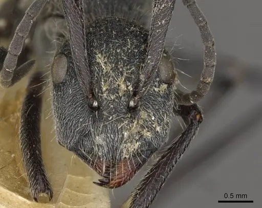 Camponotus cubangensis specimen CASENT0910444 image casent0910444_2