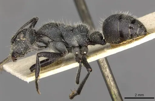 Camponotus cubangensis specimen CASENT0910444 image casent0910444_3