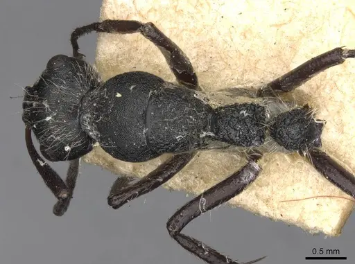 Camponotus cubangensis specimen CASENT0910446 image casent0910446_1