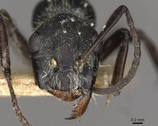 Camponotus cubangensis specimen CASENT0910446 image casent0910446_2