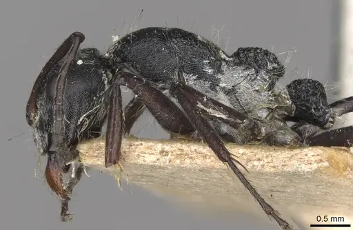 Camponotus cubangensis specimen CASENT0910446 image casent0910446_3