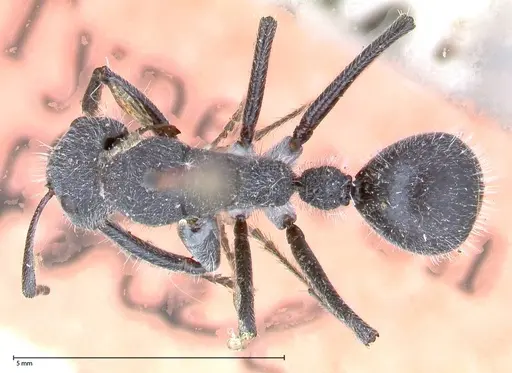 Camponotus cubangensis specimen FOCOL0556 image focol0556_1