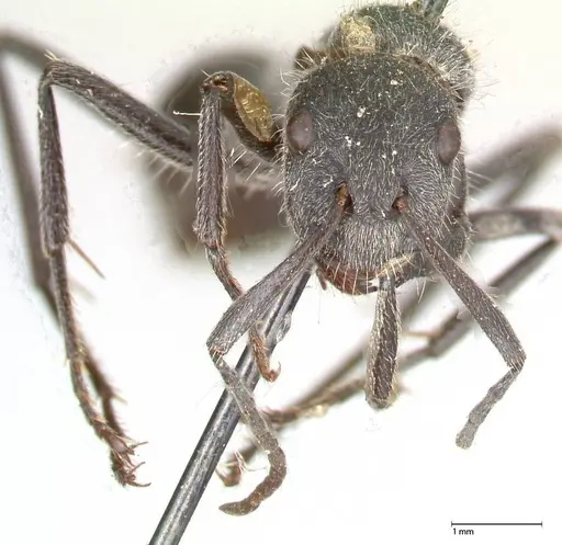 Camponotus cubangensis specimen FOCOL0556 image focol0556_2