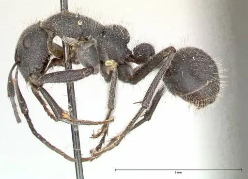 Camponotus cubangensis specimen FOCOL0556 image focol0556_3