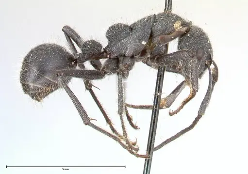 Camponotus cubangensis specimen FOCOL0556 image focol0556_4