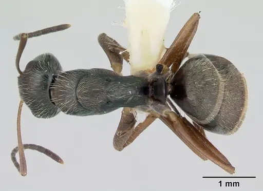 Camponotus cuneidorsus specimen CASENT0173552 image casent0173552_1