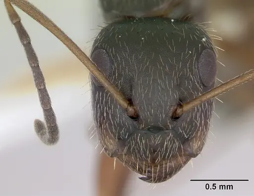 Camponotus cuneidorsus specimen CASENT0173552 image casent0173552_2