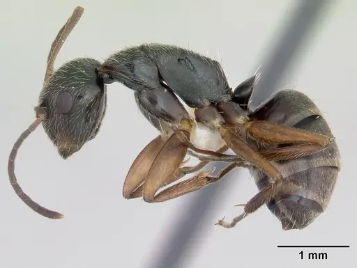 Camponotus cuneidorsus specimen CASENT0173552 image casent0173552_3