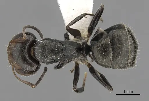 Camponotus cuneidorsus specimen CASENT0280074 image casent0280074_1