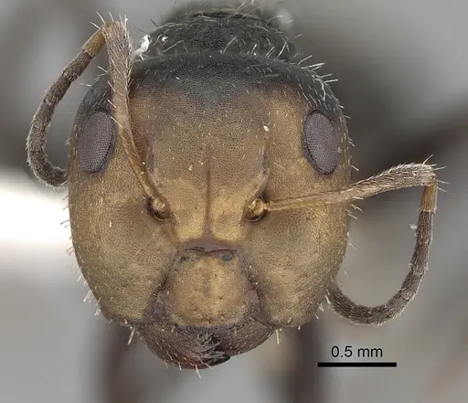Camponotus cuneidorsus specimen CASENT0280074 image casent0280074_2