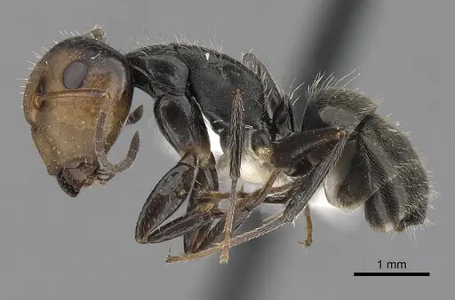 Camponotus cuneidorsus specimen CASENT0280074 image casent0280074_3