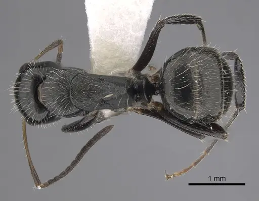 Camponotus cuneidorsus specimen CASENT0280075 image casent0280075_1