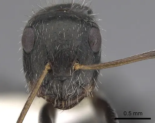 Camponotus cuneidorsus specimen CASENT0280075 image casent0280075_2