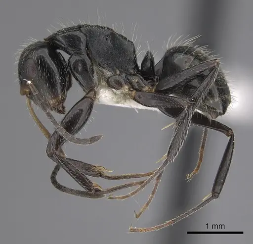 Camponotus cuneidorsus specimen CASENT0280075 image casent0280075_3