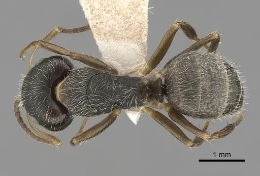 Camponotus cuneidorsus specimen CASENT0280076 image casent0280076_1