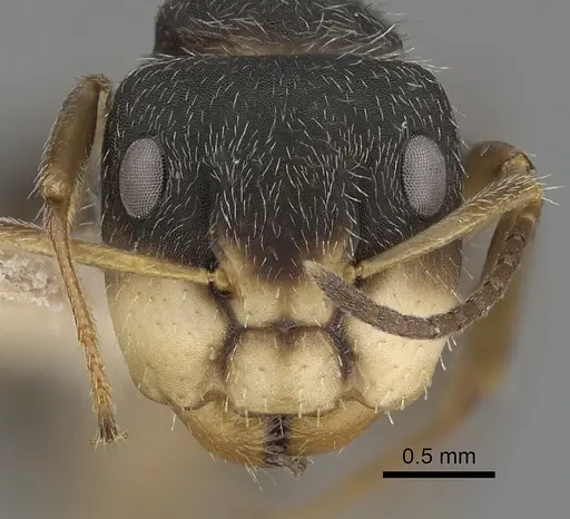 Camponotus cuneidorsus specimen CASENT0280076 image casent0280076_2