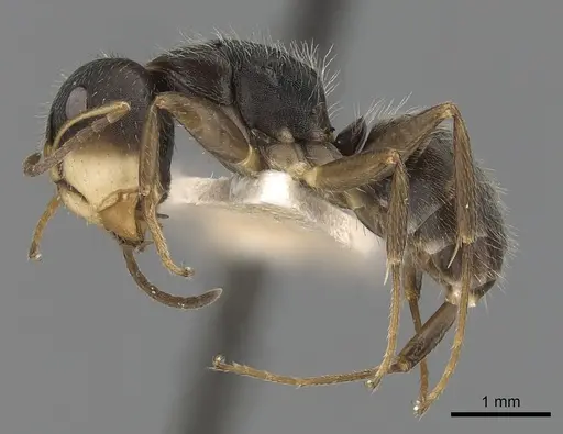 Camponotus cuneidorsus specimen CASENT0280076 image casent0280076_3