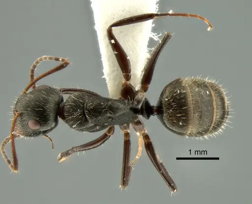 Camponotus cuneidorsus specimen CASENT0882122 image casent0882122_1