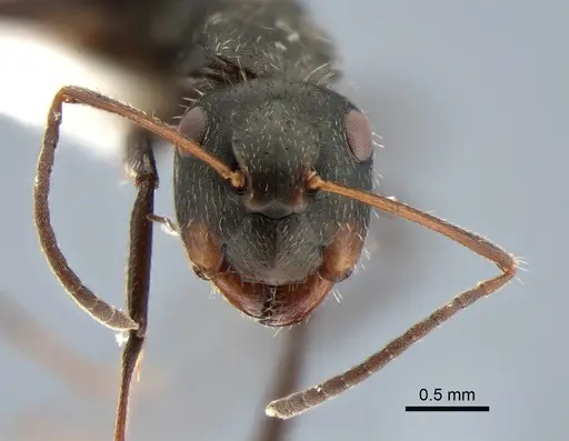 Camponotus cuneidorsus specimen CASENT0882122 image casent0882122_2