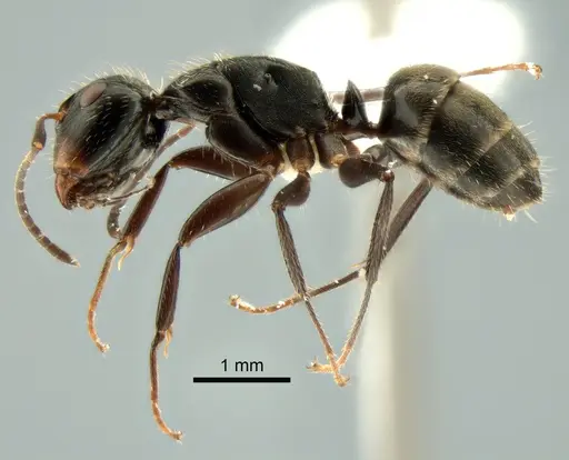 Camponotus cuneidorsus specimen CASENT0882122 image casent0882122_3
