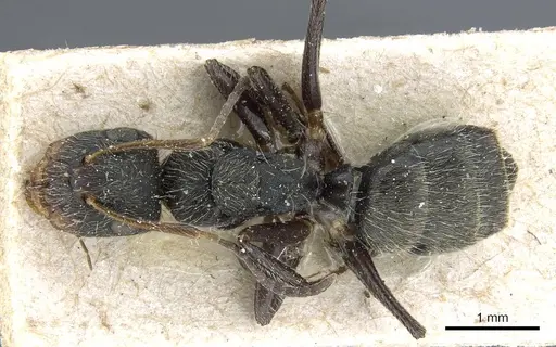 Camponotus cuneidorsus specimen CASENT0905519 image casent0905519_1