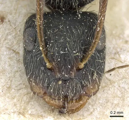 Camponotus cuneidorsus specimen CASENT0905519 image casent0905519_2