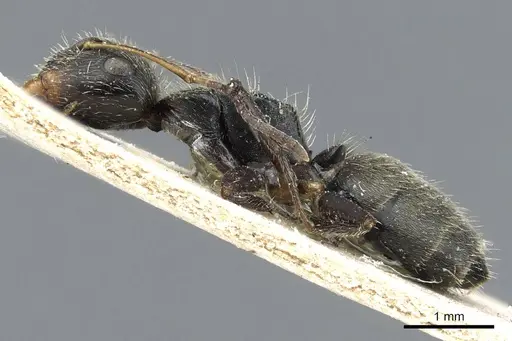 Camponotus cuneidorsus specimen CASENT0905519 image casent0905519_3