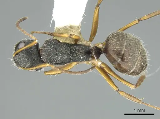 Camponotus cuneidorsus specimen CASENT0914431 image casent0914431_1