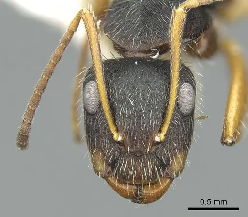 Camponotus cuneidorsus specimen CASENT0914431 image casent0914431_2
