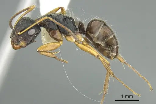 Camponotus cuneidorsus specimen CASENT0914431 image casent0914431_3