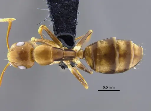 Camponotus cuneidorsus specimen CBUMAGENT41816 image cbumagent41816_1