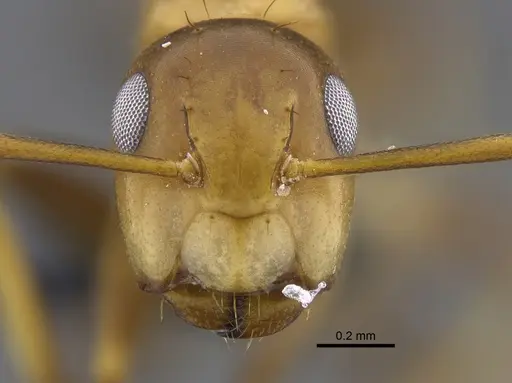 Camponotus cuneidorsus specimen CBUMAGENT41816 image cbumagent41816_2
