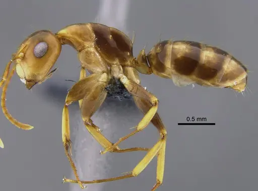Camponotus cuneidorsus specimen CBUMAGENT41816 image cbumagent41816_3