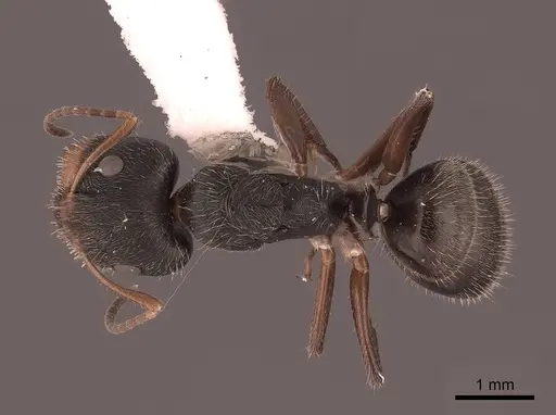 Camponotus cuneidorsus specimen FMNHINS0000062972 image fmnhins0000062972_1