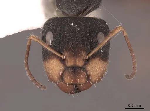 Camponotus cuneidorsus specimen FMNHINS0000062972 image fmnhins0000062972_2