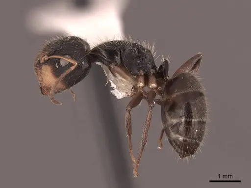 Camponotus cuneidorsus specimen FMNHINS0000062972 image fmnhins0000062972_3