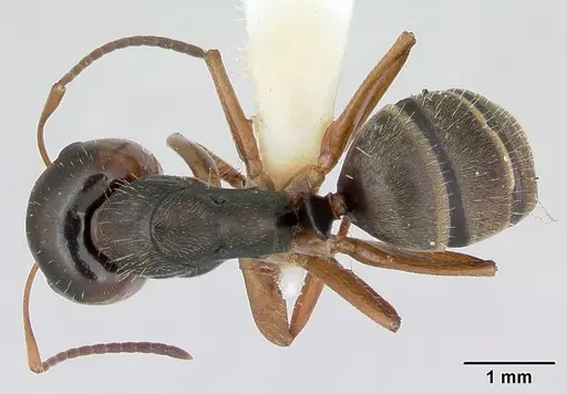 Camponotus cuneidorsus specimen INBIOCRI002280965 image inbiocri002280965_1