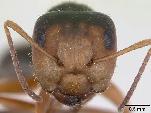 Camponotus cuneidorsus specimen INBIOCRI002280965 image inbiocri002280965_2