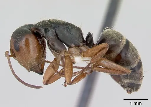 Camponotus cuneidorsus specimen INBIOCRI002280965 image inbiocri002280965_3