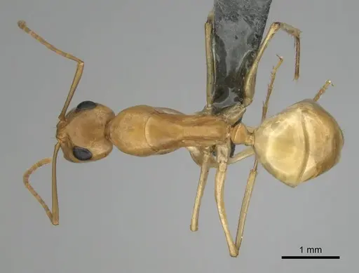 Camponotus cuneiscapus specimen CASENT0254510 image casent0254510_1