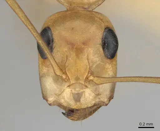 Camponotus cuneiscapus specimen CASENT0254510 image casent0254510_2