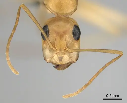 Camponotus cuneiscapus specimen CASENT0254510 image casent0254510_3