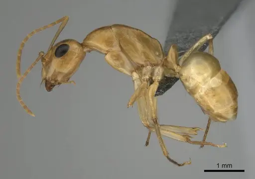 Camponotus cuneiscapus specimen CASENT0254510 image casent0254510_4