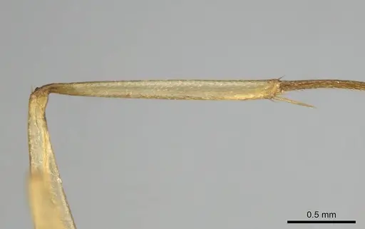 Camponotus cuneiscapus specimen CASENT0254510 image casent0254510_5