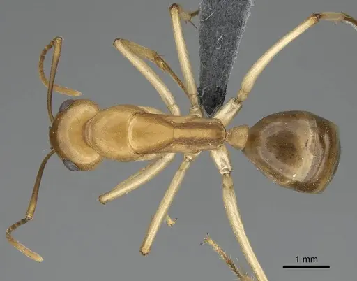 Camponotus cuneiscapus specimen CASENT0785988 image casent0785988_1