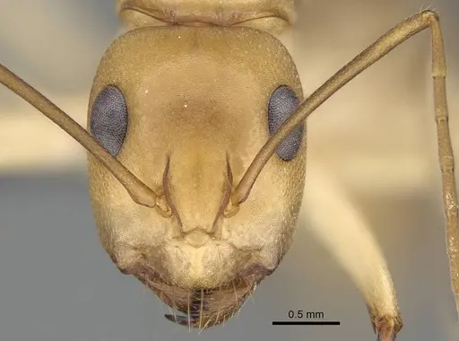 Camponotus cuneiscapus specimen CASENT0785988 image casent0785988_2
