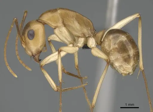 Camponotus cuneiscapus specimen CASENT0785988 image casent0785988_3
