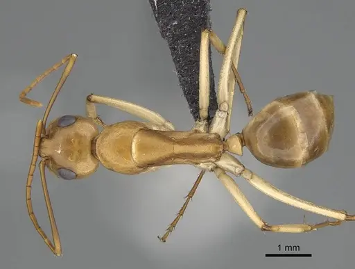 Camponotus cuneiscapus specimen CASENT0822215 image casent0822215_1