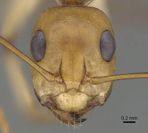 Camponotus cuneiscapus specimen CASENT0822215 image casent0822215_2